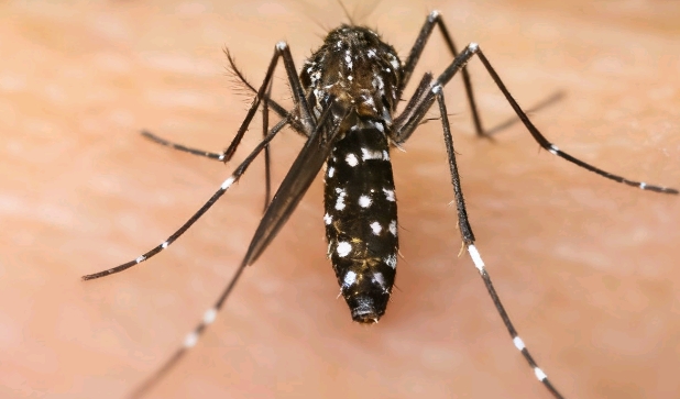 Salud alerta que la curva de chikunguña sigue en ascenso