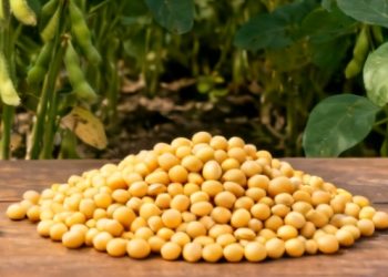 Sector sojero rechaza arancel cero y exige liberar biotecnología