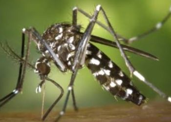 Reportan 306 casos de chikungunya y 11 de influenza en una semana